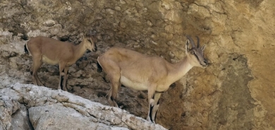 Endangered Wild Goats Thrive in Barzan Region Due to Strong Environmental Stewardship