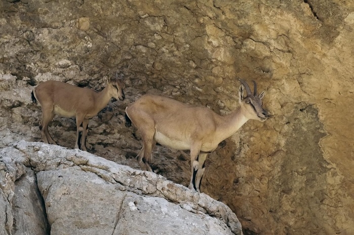 Endangered Wild Goats Thrive in Barzan Region Due to Strong Environmental Stewardship