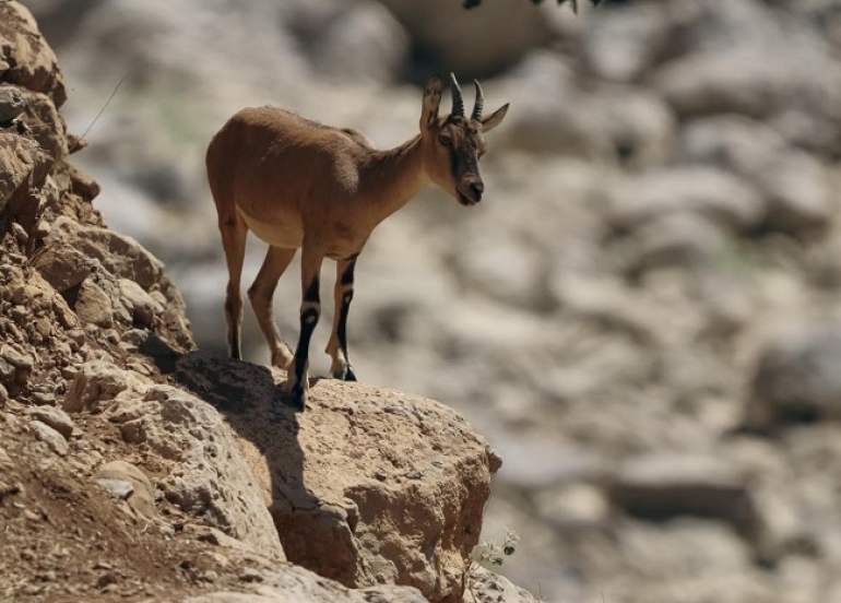 Endangered Wild Goats Thrive in Barzan Region Due to Strong Environmental Stewardship