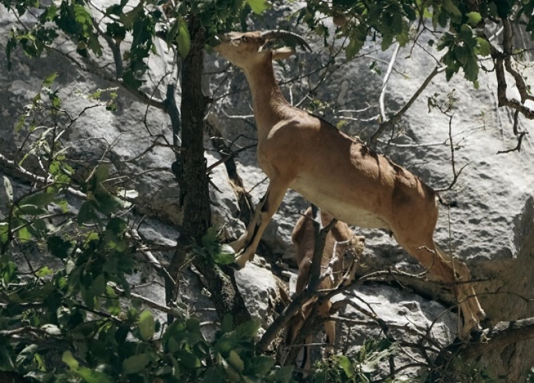 Endangered Wild Goats Thrive in Barzan Region Due to Strong Environmental Stewardship