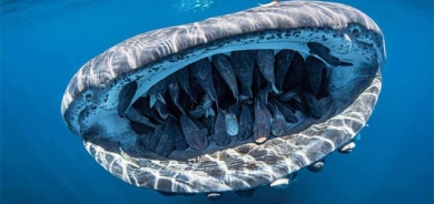 چێشتخانەی ناو دەمی نەهەنگ