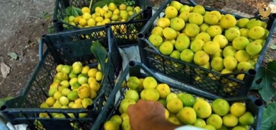 Figs of Akre Ripe for Harvest: Farmers Reap Golden Rewards in Kurdistan