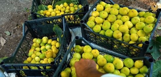 Figs of Akre Ripe for Harvest: Farmers Reap Golden Rewards in Kurdistan