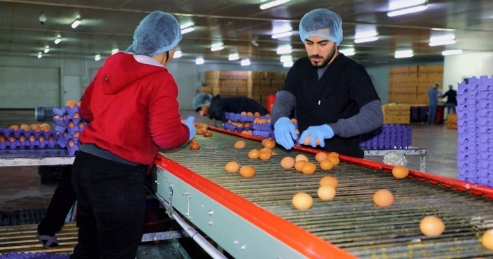 زراعة العاصمة أربيل: لدينا اكثر من 600 مشروع للثروة الحيوانية والدواجن