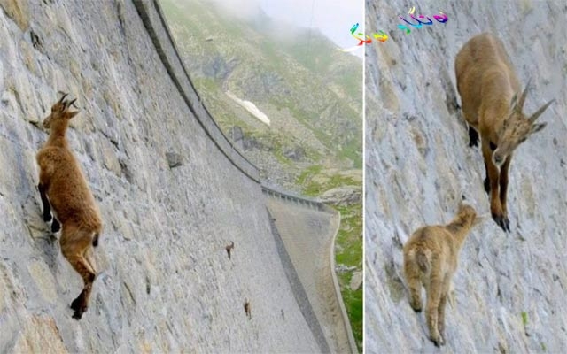 باڵانسی وەستانی بزنە كێویەكان بەسەر شاخەكاندا