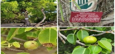 مەترسیدارترین دارلە جیهاندا