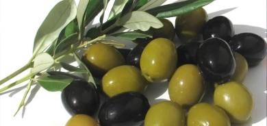 إقليم كوردستان يرفع انتاجه من الزيتون