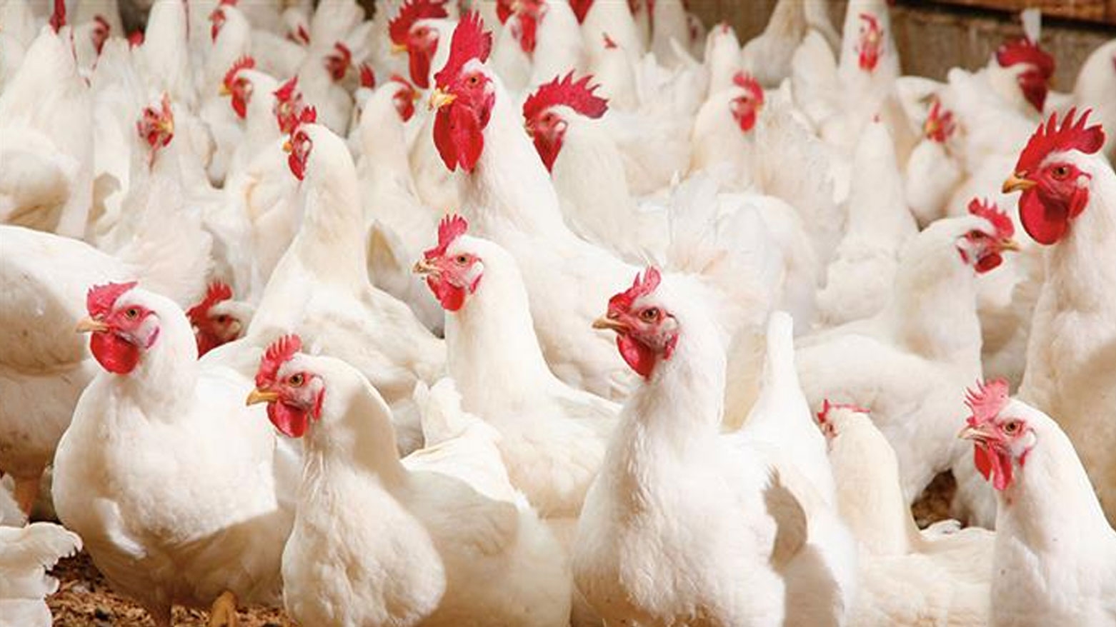 إجراءات وقائية جديدة في أربيل لمواجهة فيروسات الدواجن والأمراض الحيوانية المنشأ