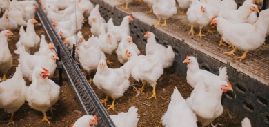 استئناف تصدير الدواجن والبيض من إقليم كوردستان بعد فحوصات ناجحة