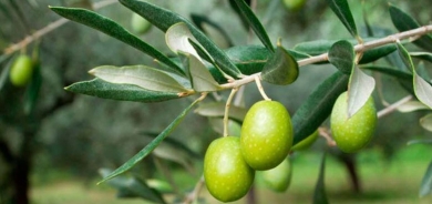 وزارة الزراعة في إقليم كوردستان وإيطاليا توقعان مذكرة تفاهم لإنتاج الزيتون