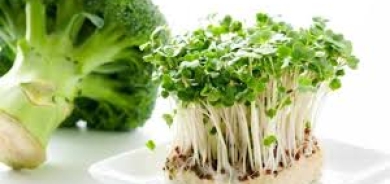 مركَّب في البروكلي للوقاية من السكري