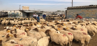 رغم موجة البرد وانتشار المرض.. استقرار الأسعار في سوق المواشي بأربيل