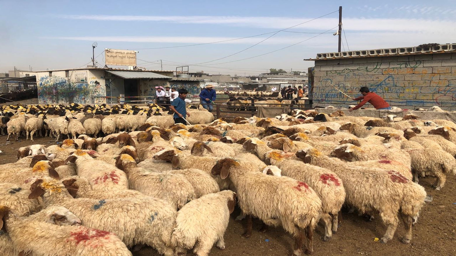 رغم موجة البرد وانتشار المرض.. استقرار الأسعار في سوق المواشي بأربيل