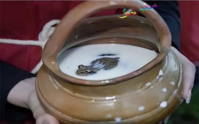 بۆق شیر دەپارێزێت