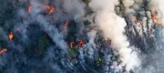 ئاگرێكی گەورە لە دارستانەکانی ژاپۆن بڵاوبووەوە، بووە هۆی چۆڵ کردنی ناوچەكە