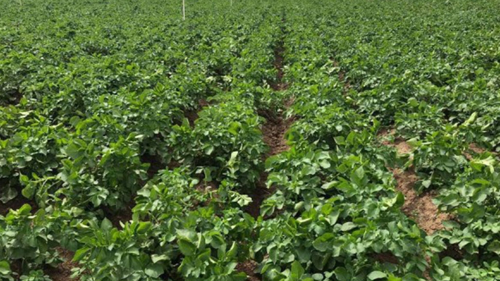 تراجع الإنتاج الزراعي في سميل بسبب قلة الأمطار