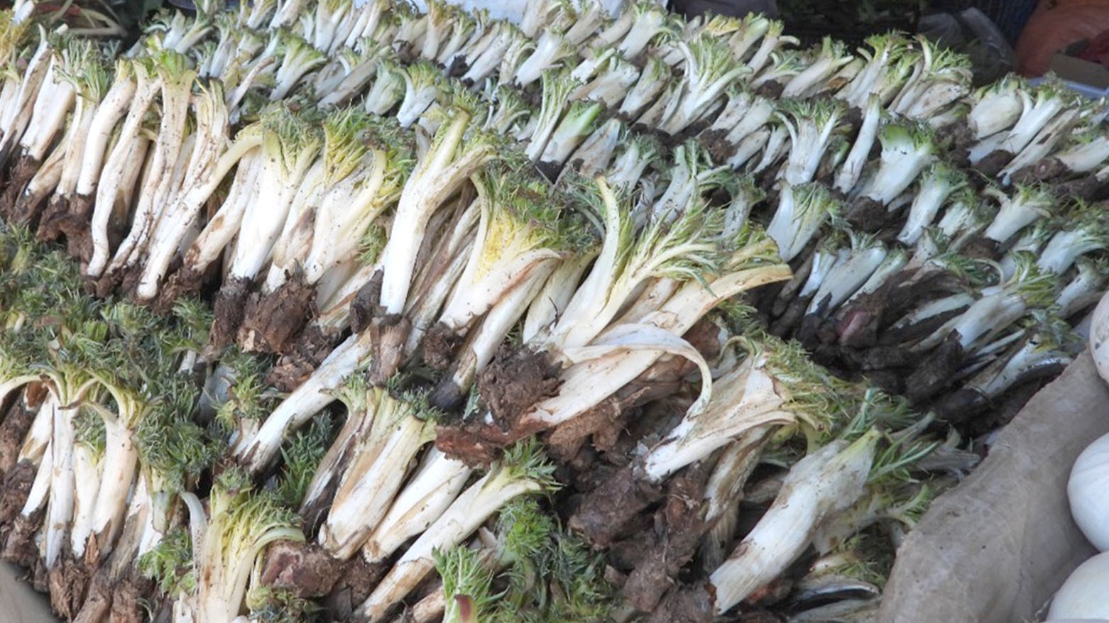 نبات الكعوب في كرميان.. تراجع الإنتاج وارتفاع الأسعار بسبب قلة الأمطار