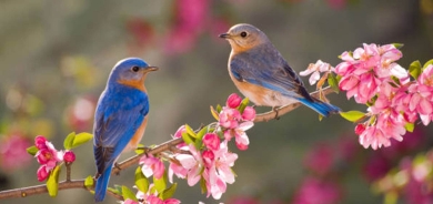 أربيل تحتضن مهرجاناً للزهور والطيور أيام عيد الفطر