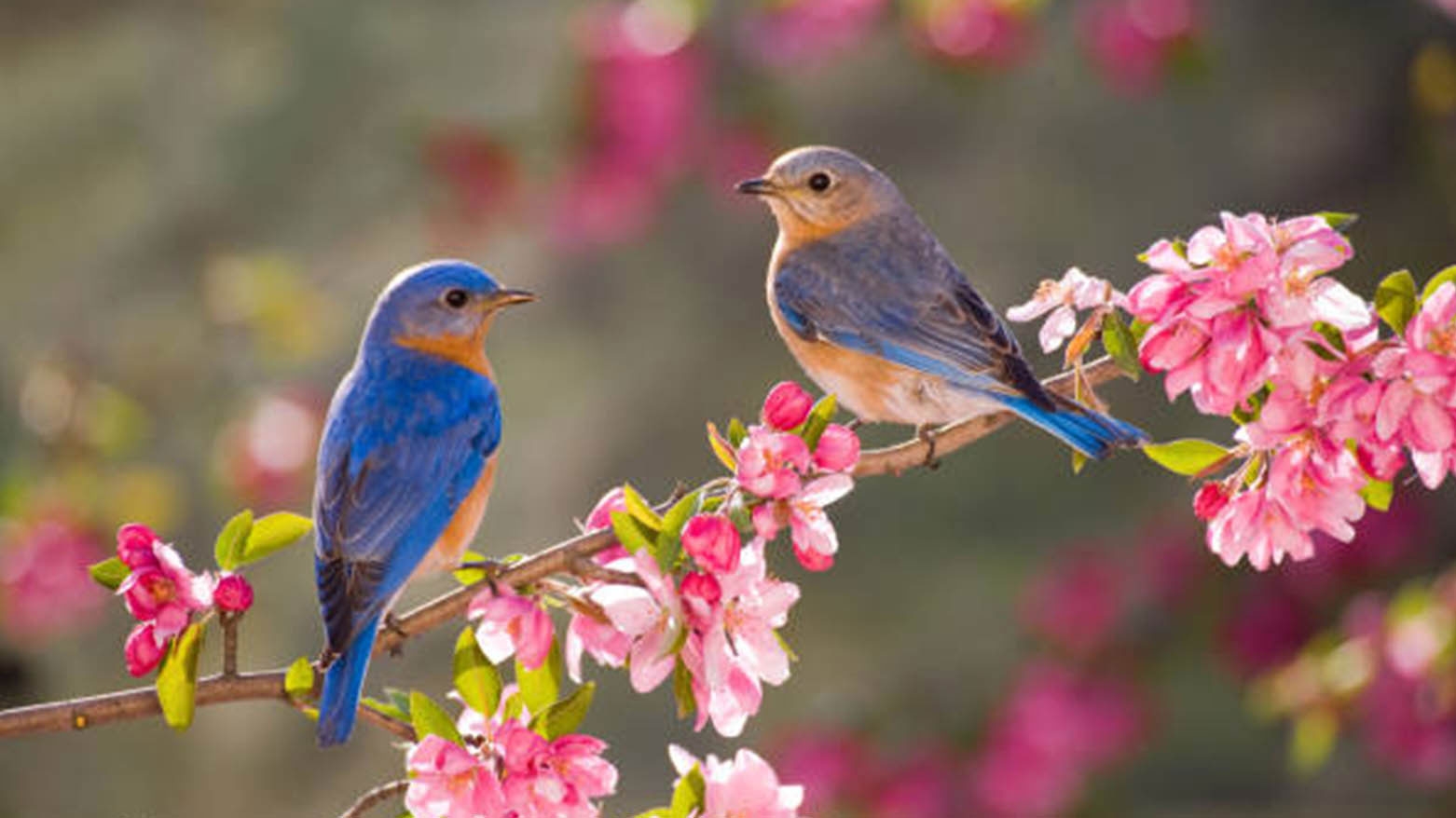 أربيل تحتضن مهرجاناً للزهور والطيور أيام عيد الفطر