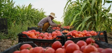 خدمة لفلاحي الوسط والجنوب.. اقليم كوردستان يمنع استيراد الطماطم حتى حزيران المقبل