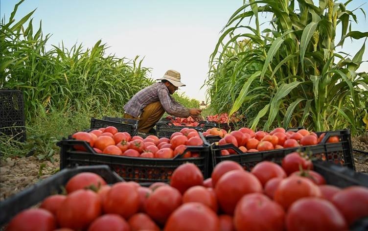 خدمة لفلاحي الوسط والجنوب.. اقليم كوردستان يمنع استيراد الطماطم حتى حزيران المقبل