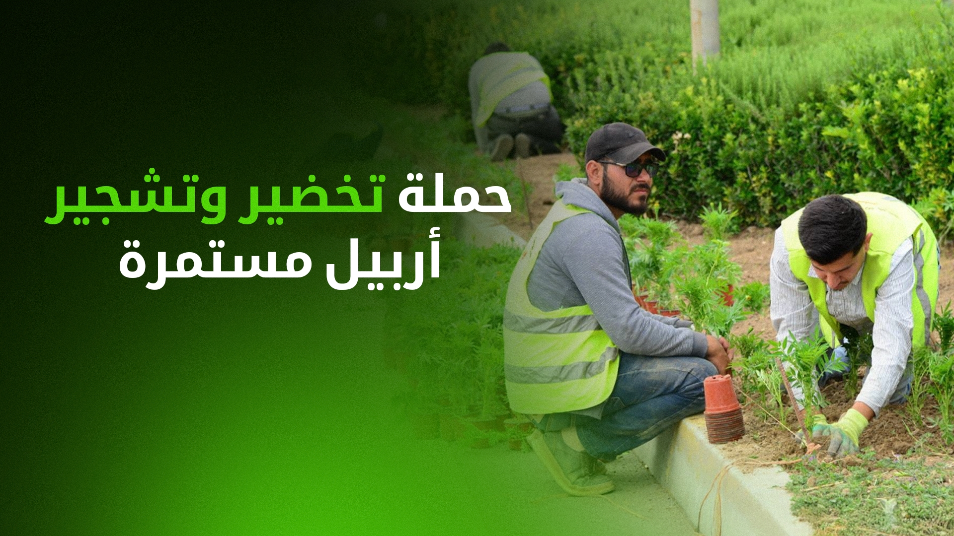 كارزان هادي: حملة تخضير وتشجير أربيل مستمرة