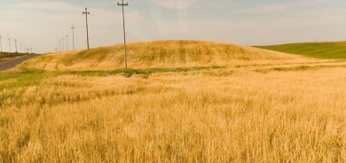 خبراء: شحة الأمطار تقضي على الجزء الأكبر من حنطة إقليم كوردستان هذا العام