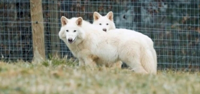 Berî 12 hezar û 500 salî qira wan hatibû: Zanayan gurek zindî kir