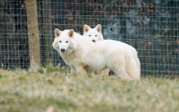 Berî 12 hezar û 500 salî qira wan hatibû: Zanayan gurek zindî kir