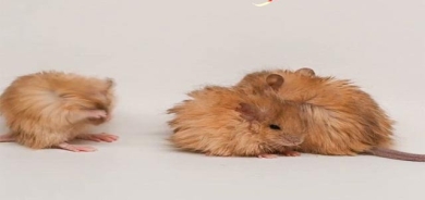 هێنانەكایەی مشكی توكاوی هەنگاوێكە بۆ هێنانە كایەی مامێپ