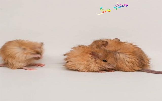 هێنانەكایەی مشكی توكاوی هەنگاوێكە بۆ هێنانە كایەی مامێپ