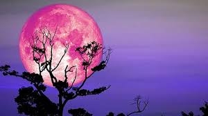 لماذا سُمي قمر شهر أبريل بالوردي رغم لونه الذهبي؟