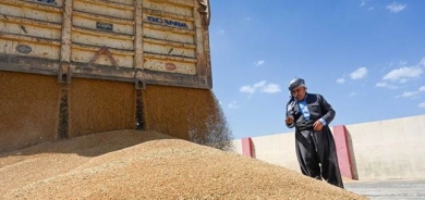 الزراعة العراقية: استلام كامل للخطة الزراعية من الفلاحين دون استقطاع