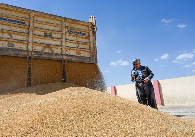 الزراعة العراقية: استلام كامل للخطة الزراعية من الفلاحين دون استقطاع