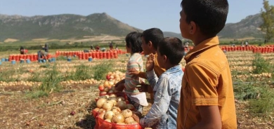 Li Tirkiye û Bakurê Kurdistanê 967 hezar zarok ji neçarî kar dikin