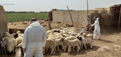 ارتفاع إصابات الحمى النزفية في العراق إلى 26