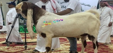 شاجوانی بزنەكان