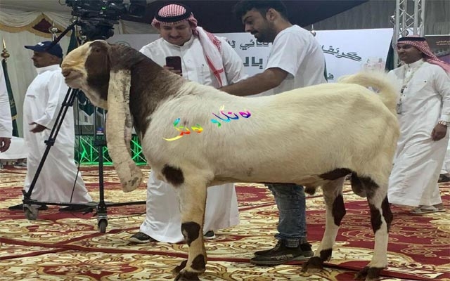 شاجوانی بزنەكان