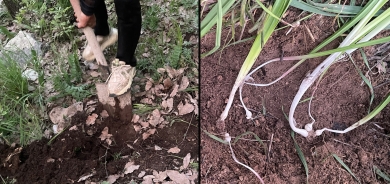 939 giyayên biharê ji aliyê kesên ku ew ji kokê ve hilkirine hatin çandin