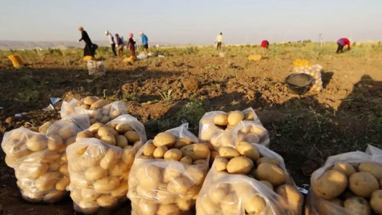 زراعة دهوك تتوقع حصاد 600 ألف طن من البطاطا لهذا العام