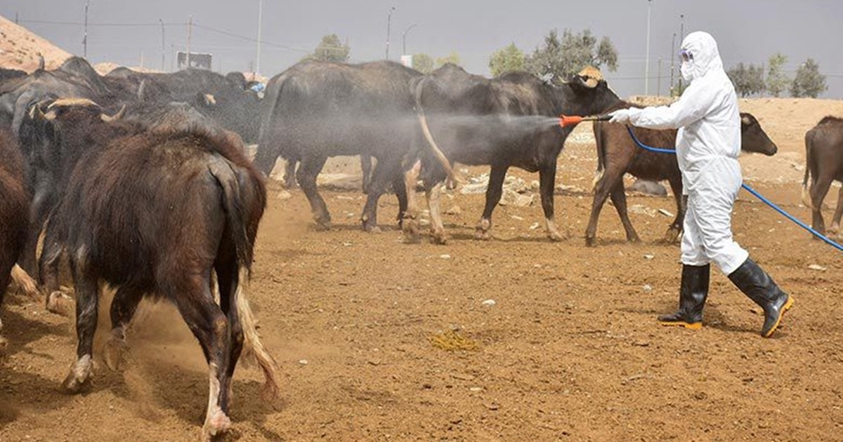 Kurdistan Health Ministry Issues Guidelines for Safe Livestock Slaughter to Prevent Hemorrhagic Fever