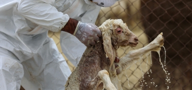 Haletê yekê yê taya xwînberbûnê li Herêma Kurdistanê hat tomarkirin