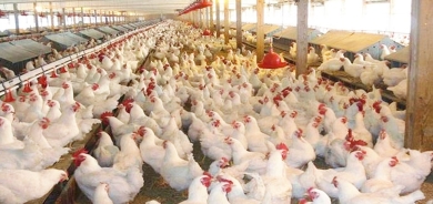 زراعة أربيل تدعو المواطنين لاستهلاك الدجاج المحلي بدلاً من اللحوم الحمراء