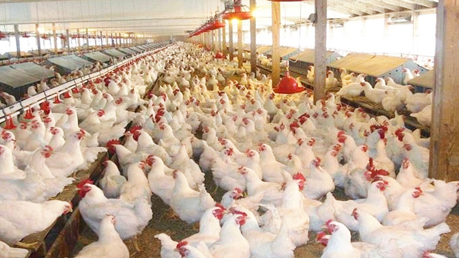 زراعة أربيل تدعو المواطنين لاستهلاك الدجاج المحلي بدلاً من اللحوم الحمراء