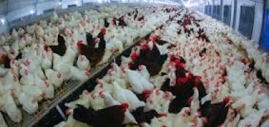 تجربة كوردستان الناجحة في تربية الدواجن لا تجد طريقها إلى بغداد