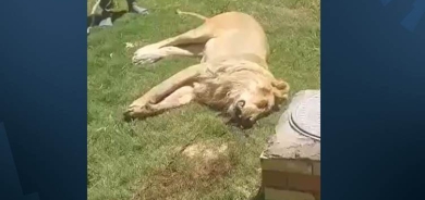 Şêrekî xwediyê xwe xwar