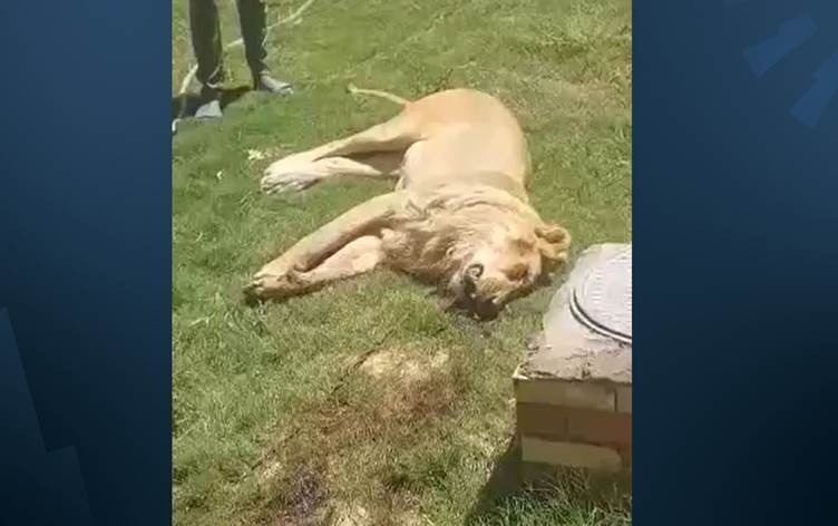 Şêrekî xwediyê xwe xwar