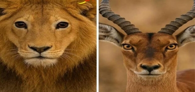 دیمەنە سەیرەكان، دیمەنی شێر و ئاسكێك