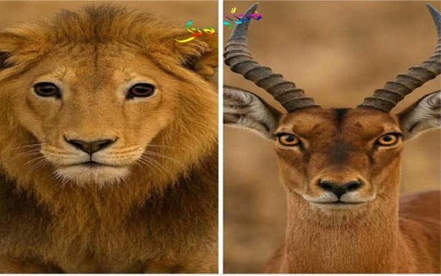 دیمەنە سەیرەكان، دیمەنی شێر و ئاسكێك