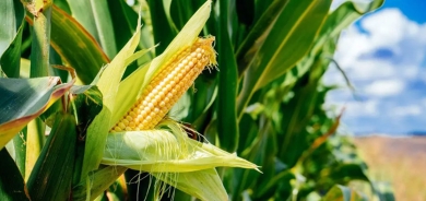 أربيل تمنع زراعة الذرة هذا العام بسبب شح المياه